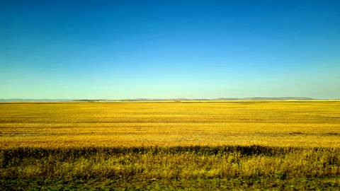 Vast yellow field under a clear blue sky.