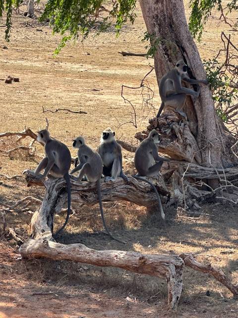 Group of monkeys sitting on a large fallen tree trunk.