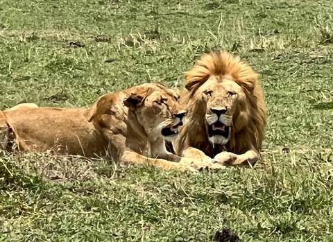       Pair of lions resting in the grassy savannah.
  