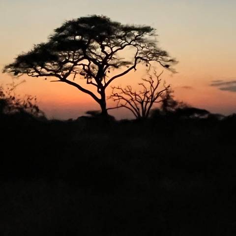       Silhouette of trees at sunset in a savannah.
  