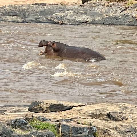       Hippos immersed in a river with flowing water.
  