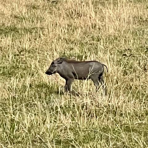       Single warthog standing in a grassy plain.
  