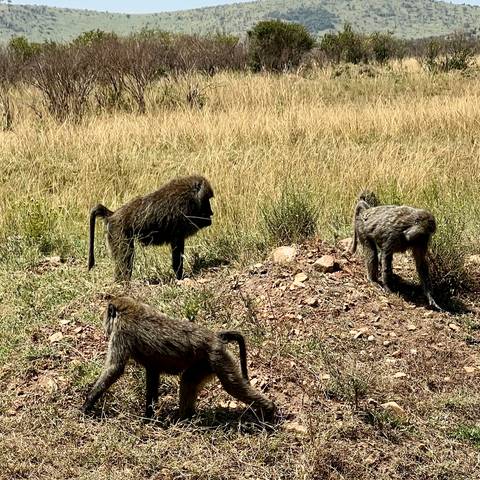       Group of baboons foraging in a field.
  