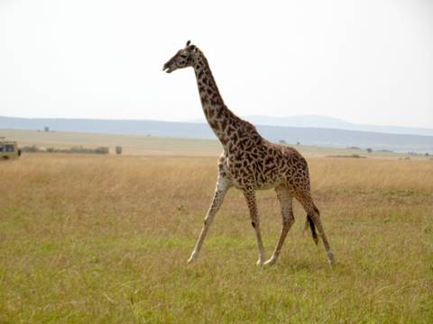       Giraffe walking through a grassy savannah.
  