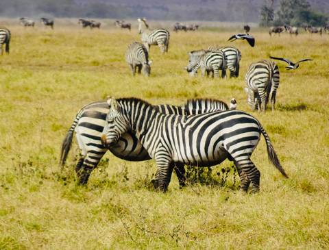       Zebras grazing on a grassy plain.
  