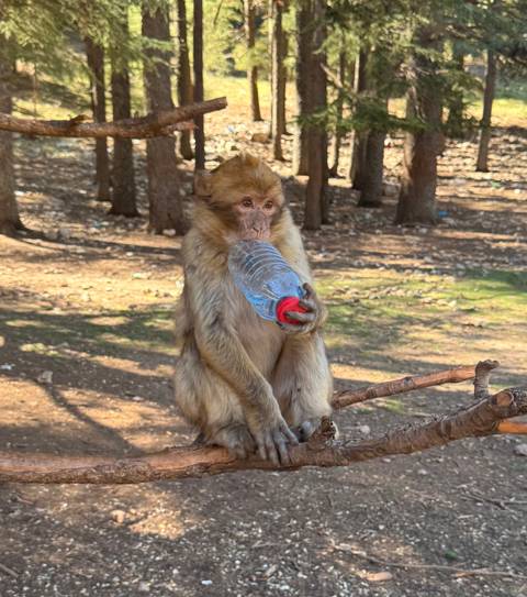       Monkey holding a water bottle on a branch.
  