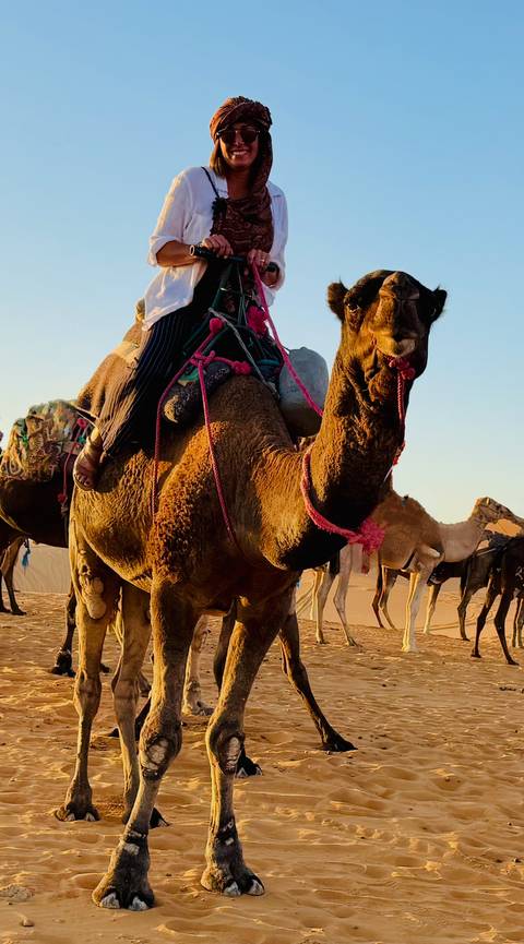 Camel with colorful harness in the desert.