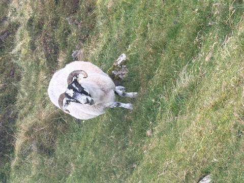      A sheep with large, curved horns standing on grass.
  