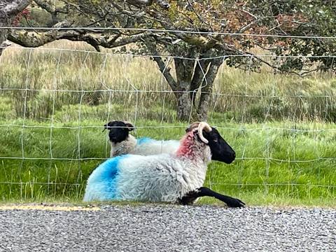       Sheep resting on pasture fenced with trees.
  