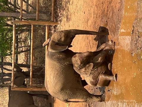 Elephant mother and calf playing in mud in a wildlife setting.