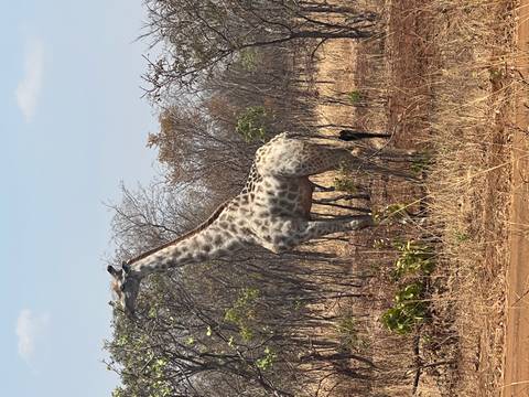 Giraffe standing in a natural savannah setting.
