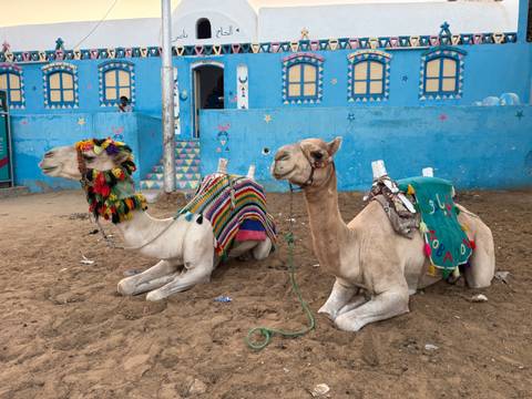 Two camels decorated with colorful blankets sitting in a sandy area.