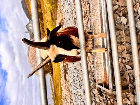       A horned animal standing behind a metal fence.
  