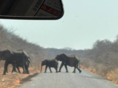 Blurry image of elephants crossing a road.