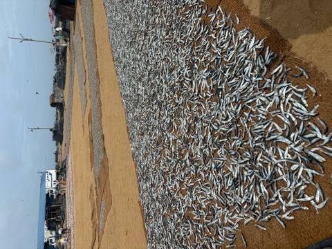       Fish drying on sand at a coastal area.
  