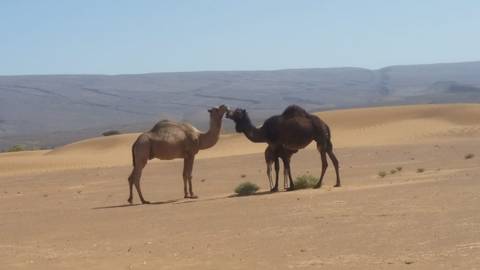 Camels interacting in a desert landscape.