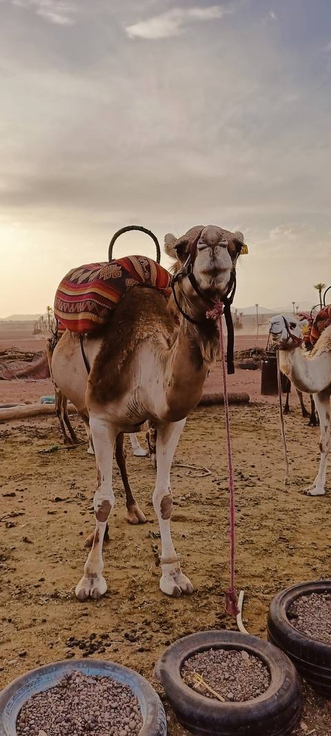 Camel in the desert with palm trees and mountains in the background.