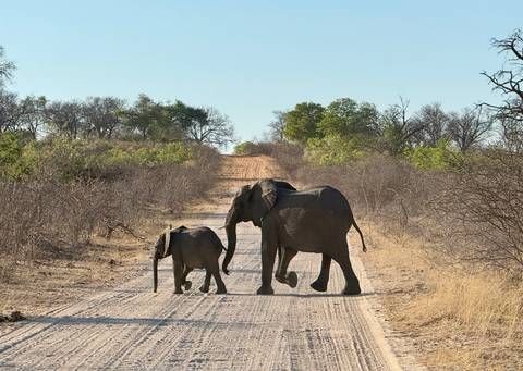       Elephants crossing a dirt road in a savannah.
  
