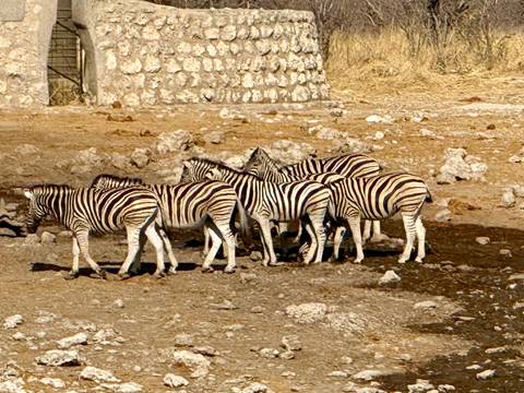 A group of zebras in a dry landscape.