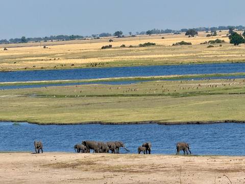 Elephants near a water source in a savannah.