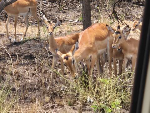 Group of impalas grazing near a tree.