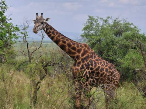 Giraffe standing in the savannah, surrounded by trees.