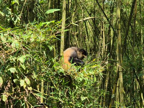Monkey sitting in a bamboo forest.