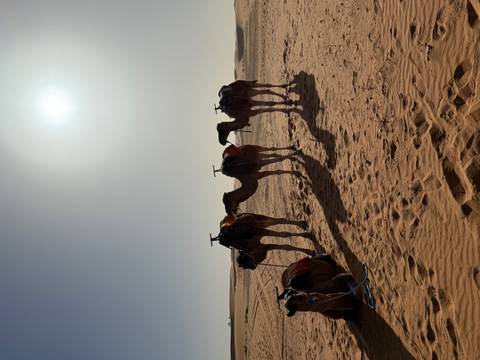       Camels in the desert with sandy terrain.
  