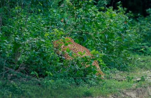 Leopard partially hidden in dense forest vegetation.