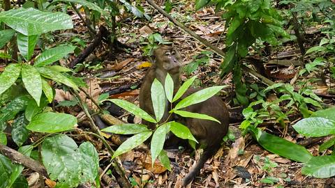       A monkey in a dense green forest setting.
  