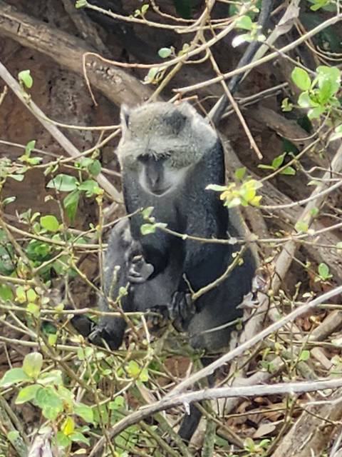 A monkey sitting among branches with foliage.