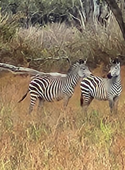 Two zebras standing in a grassy field.