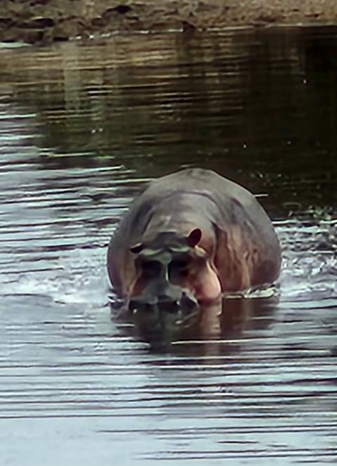Hippo emerging from water in a natural habitat.