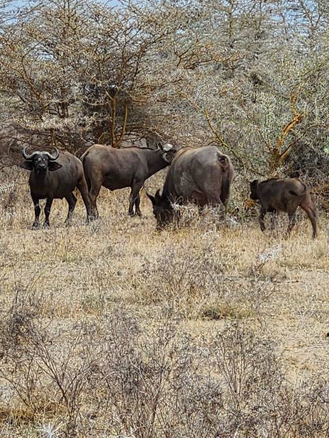 Buffalo group grazing in a dry savannah landscape.