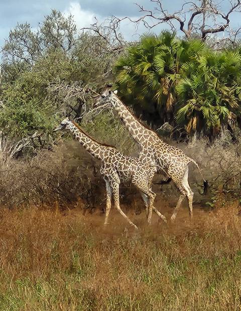 Two giraffes walking through the savannah.