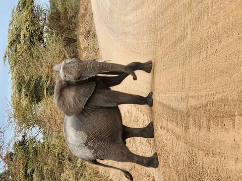 Elephant crossing a dirt road in a natural reserve setting.