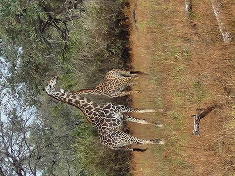 Two giraffes standing in a dry grassy area.