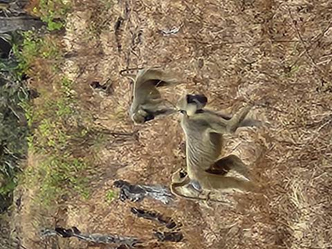 Group of baboons moving through a dry savannah.