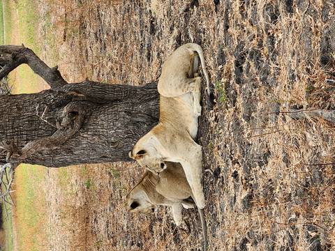 Lions resting in the shade under a tree.