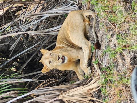 Lioness resting among fallen palm leaves.