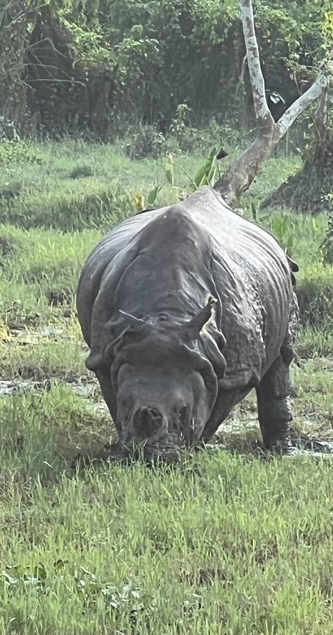 Close up of a rhinoceros in a grassy area.