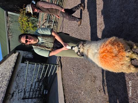 A person holding a sheep with an orange mark in a rural setting.