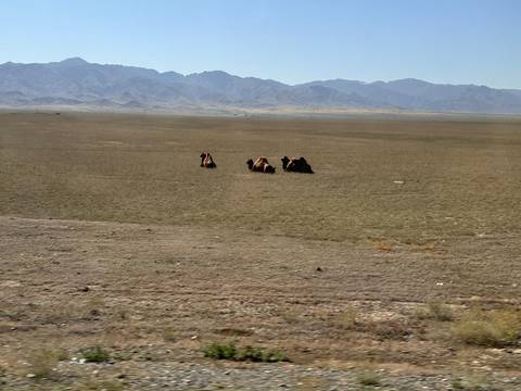       A group of camels resting in an open field.
  
