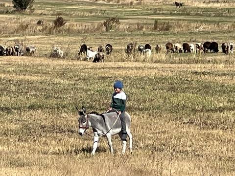       Boy riding a donkey with a herd of sheep in a field.
  