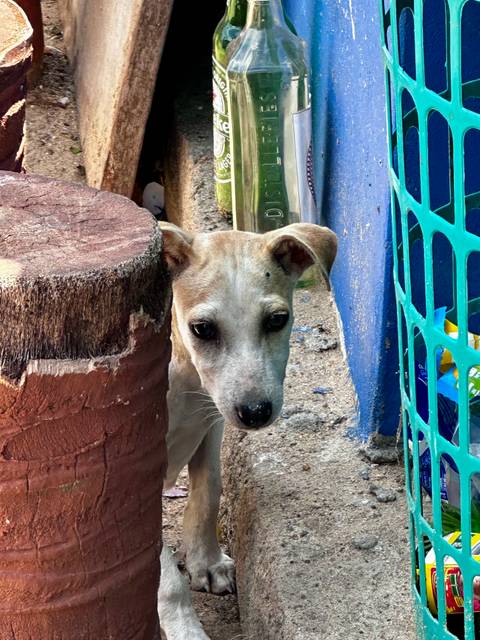 Close-up of a dog peeking around a colorful corner.