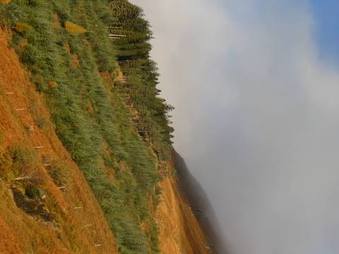 Forested hillside partially obscured by clouds.