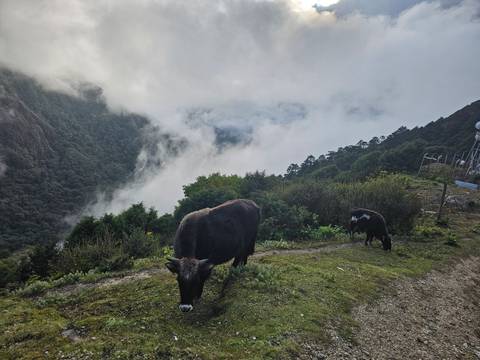 Cows grazing on a misty hillside with trees in the background.