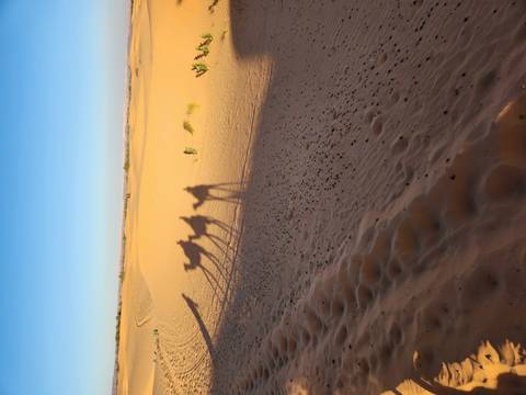 Desert landscape with camel shadows on the sand.
