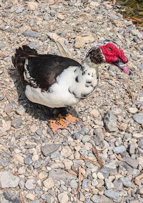       A duck sitting on a rocky surface.
  