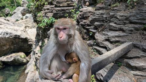       A monkey holding a baby monkey on rocky terrain.
  